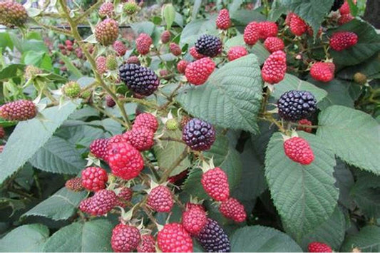 100 Semillas De Mora