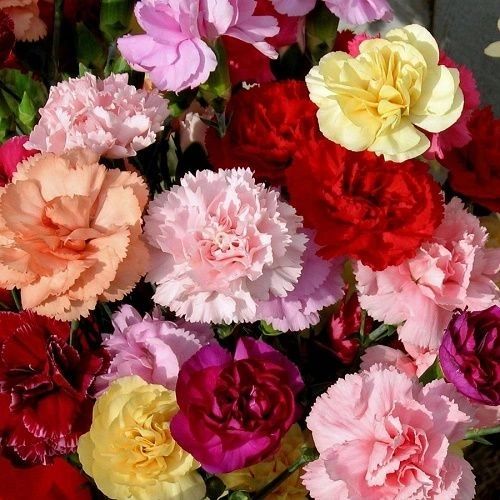 30 Semillas de Flores Lillipot Carnation