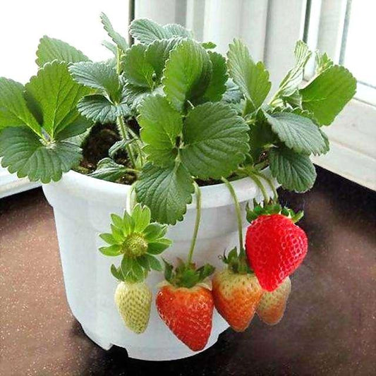 150 Semillas Fresa +Tierra Mejorada 500G