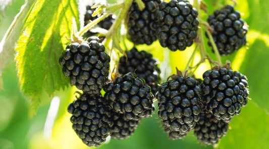 200 Semillas de Fruta Mora