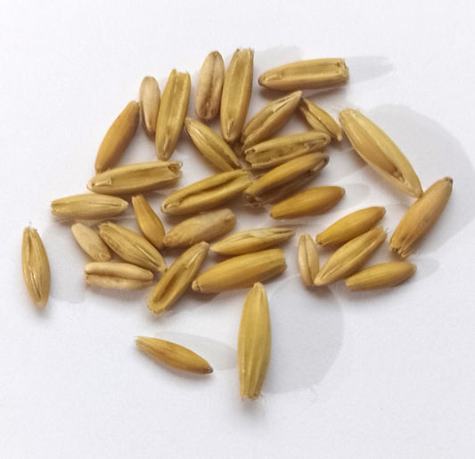 20  Semillas de Pasto o Hierba Gatuna