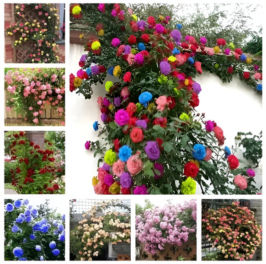 20 Semillas de Rosa Trepadora Mix