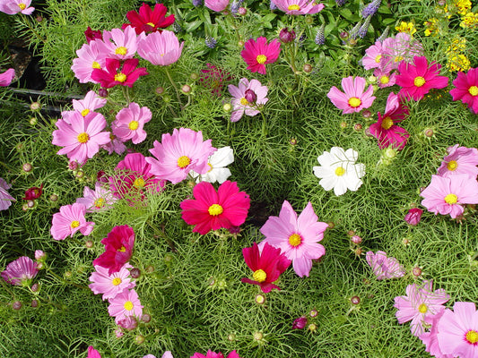 50 Semillas Flores Cosmos