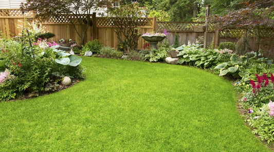 Semillas Césped Pasto Cancha Futbol 5g